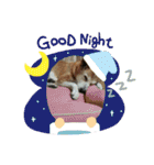 はっとり家のわんこ▼・ω・▼（個別スタンプ：14）