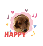 はっとり家のわんこ▼・ω・▼（個別スタンプ：17）