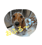 はっとり家のわんこ▼・ω・▼（個別スタンプ：18）