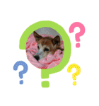 はっとり家のわんこ▼・ω・▼（個別スタンプ：20）