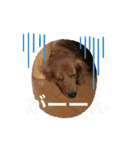 はっとり家のわんこ▼・ω・▼（個別スタンプ：26）