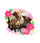 はっとり家のわんこ▼・ω・▼（個別スタンプ：29）