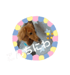 はっとり家のわんこ▼・ω・▼（個別スタンプ：32）