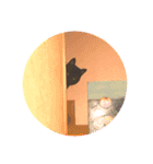 じじたまの日常1（個別スタンプ：2）