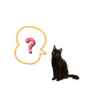 じじたまの日常1（個別スタンプ：17）