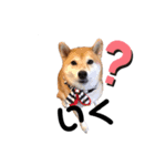 しょこたんですよ〜（個別スタンプ：3）