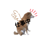 しょこたんですよ〜（個別スタンプ：11）