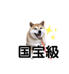 しょこたんですよ〜（個別スタンプ：13）