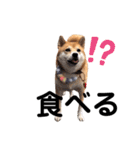 しょこたんですよ〜（個別スタンプ：15）