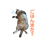 高山家の主張（個別スタンプ：3）