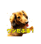 誇り高き犬マルス 子犬編（個別スタンプ：1）