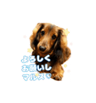 誇り高き犬マルス 子犬編（個別スタンプ：2）