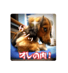 誇り高き犬マルス 子犬編（個別スタンプ：3）