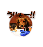 誇り高き犬マルス 子犬編（個別スタンプ：6）