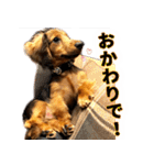 誇り高き犬マルス 子犬編（個別スタンプ：7）