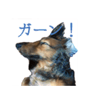 誇り高き犬マルス 子犬編（個別スタンプ：8）