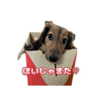 誇り高き犬マルス 子犬編（個別スタンプ：9）
