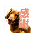 誇り高き犬マルス 子犬編（個別スタンプ：10）