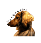 誇り高き犬マルス 子犬編（個別スタンプ：11）