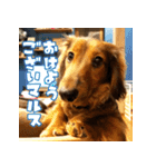 誇り高き犬マルス 子犬編（個別スタンプ：12）