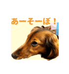 誇り高き犬マルス 子犬編（個別スタンプ：13）