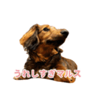 誇り高き犬マルス 子犬編（個別スタンプ：14）