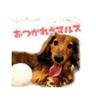 誇り高き犬マルス 子犬編（個別スタンプ：15）