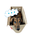 誇り高き犬マルス 子犬編（個別スタンプ：16）