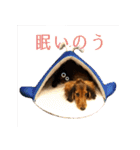 誇り高き犬マルス 子犬編（個別スタンプ：17）