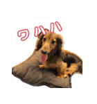誇り高き犬マルス 子犬編（個別スタンプ：18）
