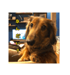 誇り高き犬マルス 子犬編（個別スタンプ：19）