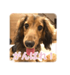誇り高き犬マルス 子犬編（個別スタンプ：21）