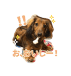 誇り高き犬マルス 子犬編（個別スタンプ：22）