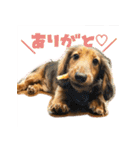 誇り高き犬マルス 子犬編（個別スタンプ：23）