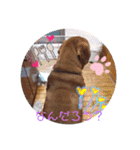 アレファラ家の面々♡2（個別スタンプ：5）