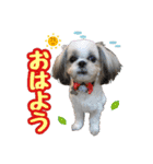 シーズー★めい（個別スタンプ：1）