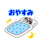 シーズー★めい（個別スタンプ：2）