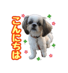 シーズー★めい（個別スタンプ：3）