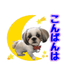 シーズー★めい（個別スタンプ：4）