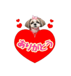 シーズー★めい（個別スタンプ：5）