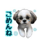 シーズー★めい（個別スタンプ：6）