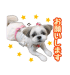 シーズー★めい（個別スタンプ：9）