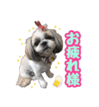 シーズー★めい（個別スタンプ：11）