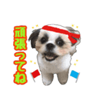 シーズー★めい（個別スタンプ：13）