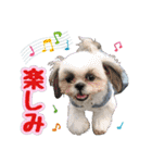 シーズー★めい（個別スタンプ：15）