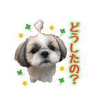 シーズー★めい（個別スタンプ：16）