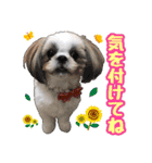 シーズー★めい（個別スタンプ：17）