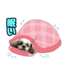 シーズー★めい（個別スタンプ：20）