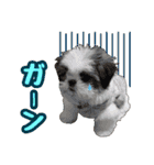 シーズー★めい（個別スタンプ：23）