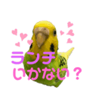 セキセイインコのにかちゃん。（個別スタンプ：1）